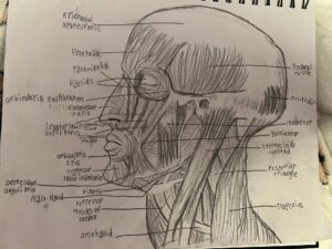 A side-profile head, neck muscle drawing done in pencil by Amy, with all of the muscles labeled