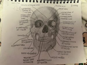 A skull drawing with labels for all of the different anatomical parts, complete with shading and depth. done in pencil, by Amy
