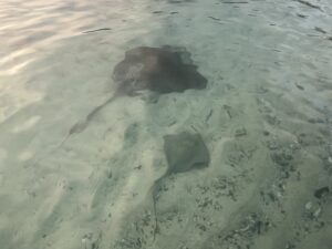 A mama ray and baby ray swimming through clear water with sand below them