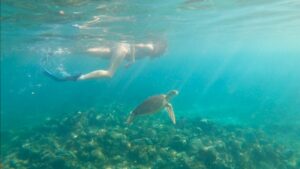 Clear blue ocean water with a side view of Amy snorkeling and a sea turtle swimming three feet below her 