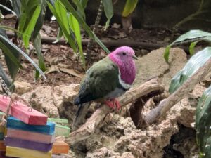 Close up photo of a bird with pink feathers on its head and shoulders and green feathers for the rest of it