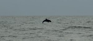 a photo of ocean water and sky with a dolphin leaping fully out of the water.